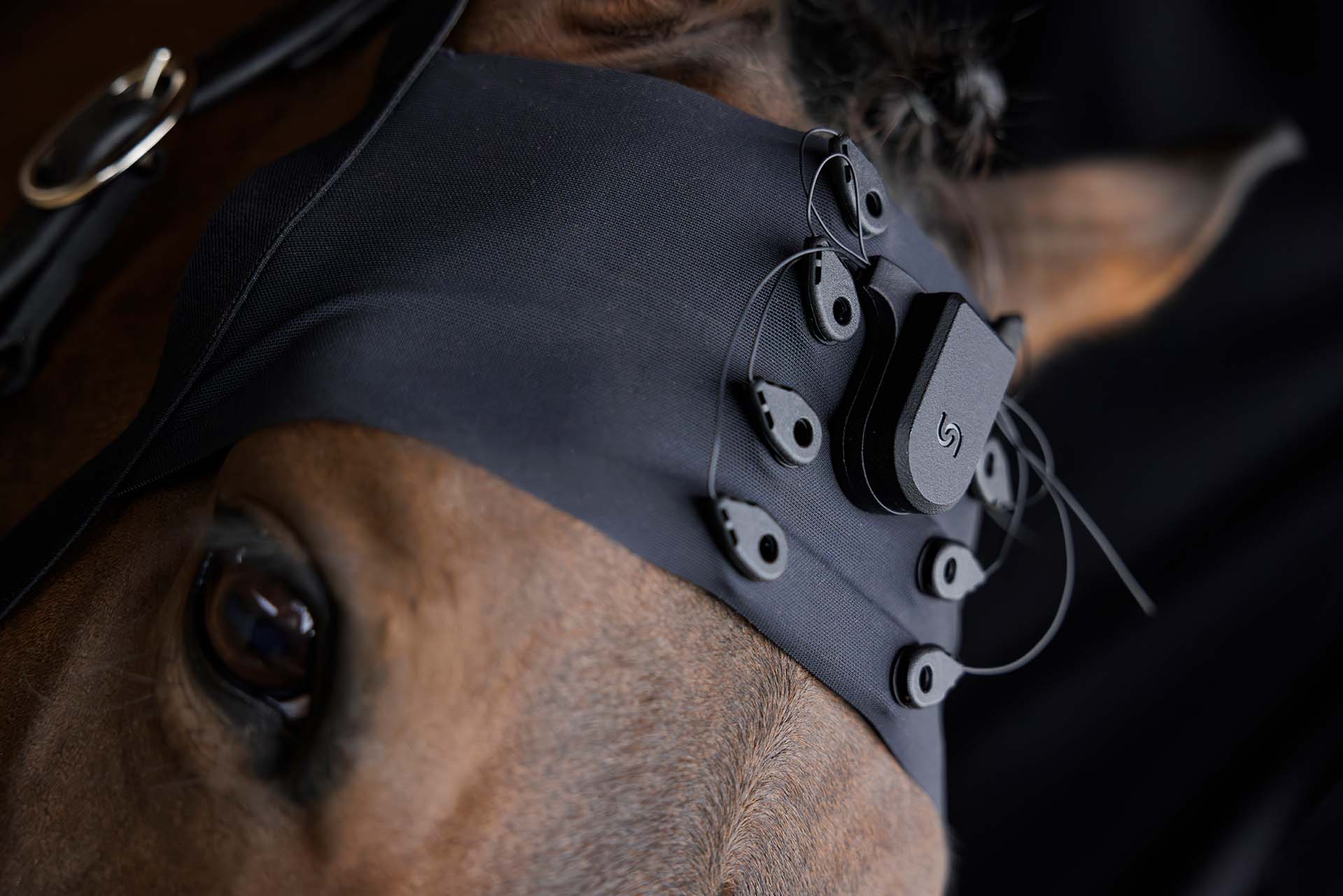Close-up of a horse wearing a g.tec Unicorn EEG headset