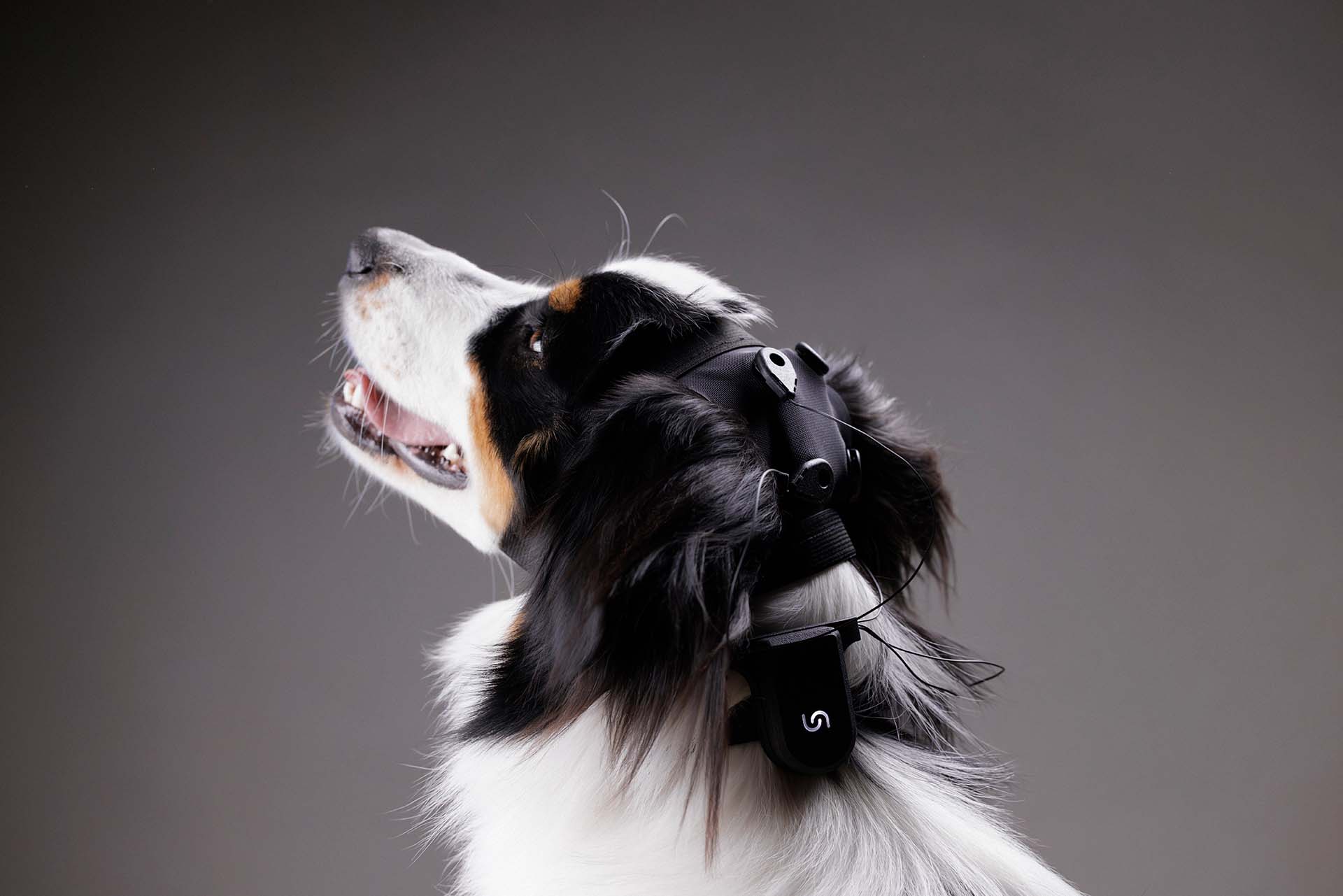 Border collie wearing a g.tec Unicorn 4-Core headband